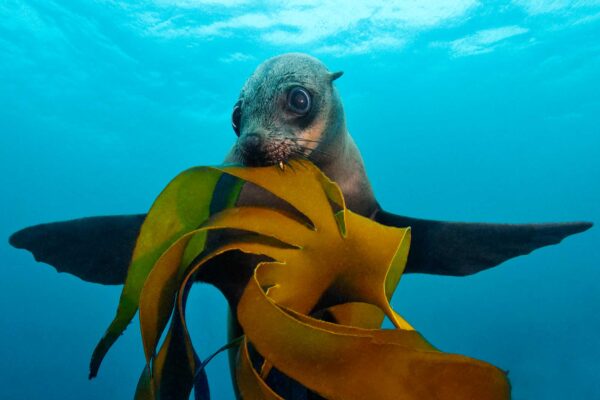 Brown fur seal, or Cape fur seal, or Australian fur seal, Arctocephalus pusillus, biting in bull kelp, Ecklonia maxima, spreading it's flippers sidewards with blue water background, False Bay, Simonstown, Cape Town, South Africa, Atlantic Ocean.