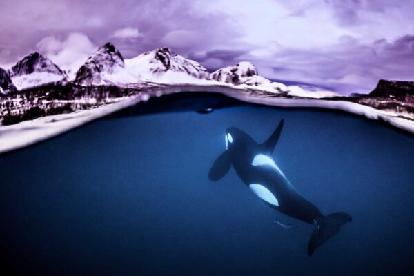 Male Orca Whale, Orcinus orca, swimming underneath the surface to take a breath, split shot half half with snowy mountains in the background, near Tromso, near Skjervoy, Northern Norway, Atlantic Ocean.