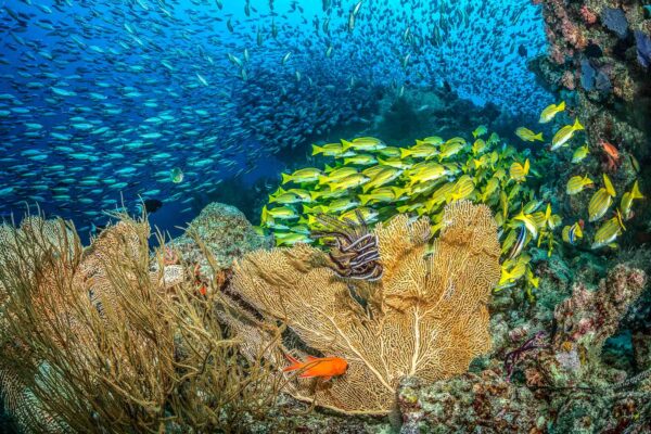 Reef landscape with sea coral fan and Common Bluestripe snapppers, Lutjanus kasmira, forming a small school with dark-banded fusilier, blue-streak fusilier, bartail fusilier, or neon fusilier, Pterocaesio tile, in the background, Kudarah Thila, South Ari Atoll, Maldives, Indian Ocean.